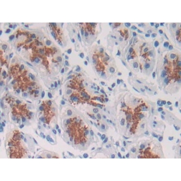 Spondin 2 (SPON2) Human Polyclonal Antibody