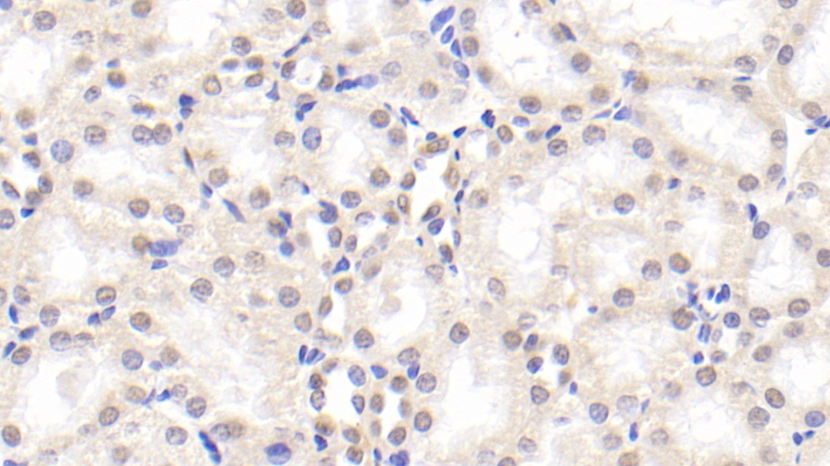Spondin 2 (SPON2) Rat Polyclonal Antibody