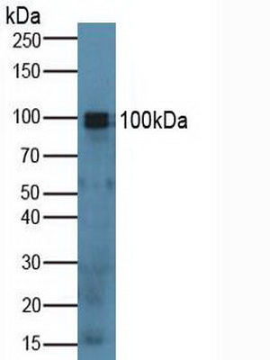 Spondin 1 (SPON1) Mouse Polyclonal Antibody