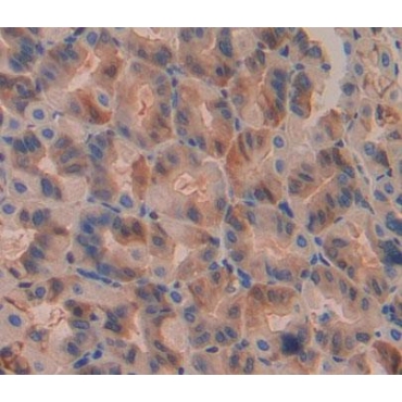 Endoplasmic Reticulum Protein 44 (ERP44) Mouse Polyclonal Antibody