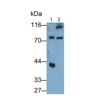 Exocyst Complex Component 3 (EXOC3) Human Polyclonal Antibody