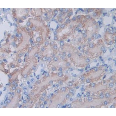 Endothelin Converting Enzyme 2 (ECE2) Mouse Polyclonal Antibody