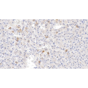 Endothelin 2 (EDN2) Human Polyclonal Antibody