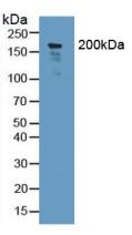 Nidogen 2 (NID2) Human Polyclonal Antibody