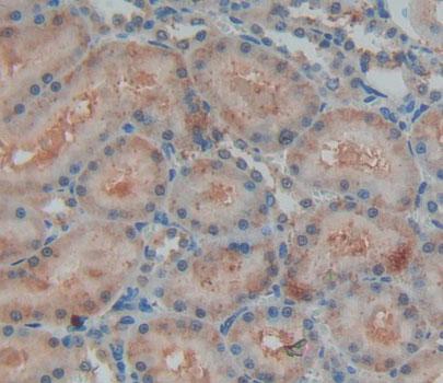 Fibulin 7 (FBLN7) Rat Polyclonal Antibody