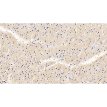 Fibulin 4 (FBLN4) Human Polyclonal Antibody
