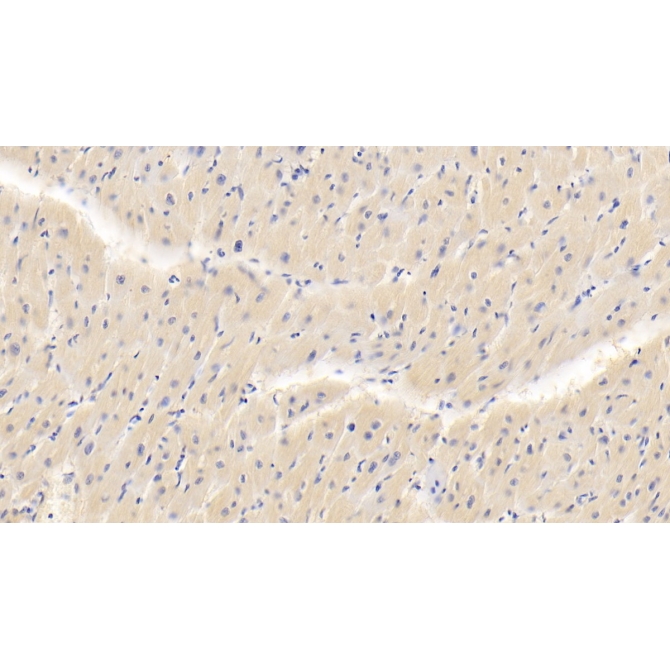 Fibulin 4 (FBLN4) Human Polyclonal Antibody