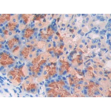 Fibulin 4 (FBLN4) Mouse Polyclonal Antibody