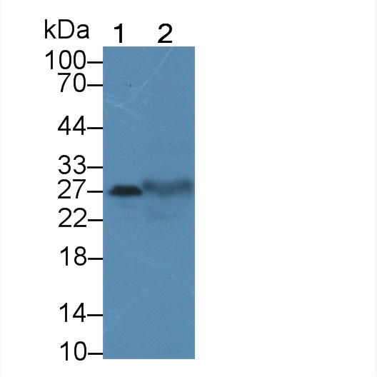 Tetraspanin 1 (TSPAN1) Human Polyclonal Antibody