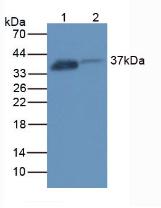 Folate Receptor 1, Adult (FOLR1) Rat Polyclonal Antibody