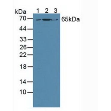 Growth Factor Receptor Bound Protein 10 (Grb10) Human Polyclonal Antibody