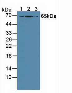 Growth Factor Receptor Bound Protein 10 (Grb10) Human Polyclonal Antibody