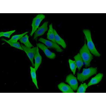 Kinesin Family, Member 5A (KIF5A) Human Polyclonal Antibody
