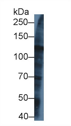 Kinesin Family, Member 5A (KIF5A) Rat Polyclonal Antibody