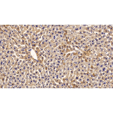 Kisspeptin Receptor (KISS1R) Mouse Polyclonal Antibody