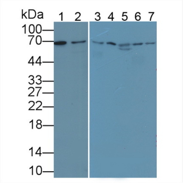 Lamin B1 (LMNB1) Human Polyclonal Antibody