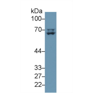 Lamin A/C (LMNA) Human Polyclonal Antibody