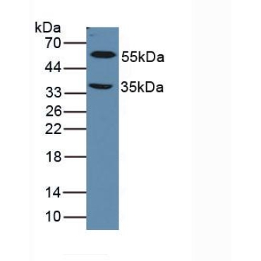 Lysyl Oxidase Like Protein 1 (LOXL1) Mouse Polyclonal Antibody