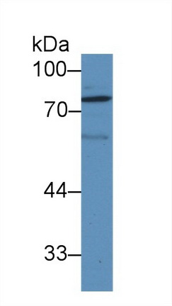 Lysyl Oxidase Like Protein 1 (LOXL1) Rat Polyclonal Antibody