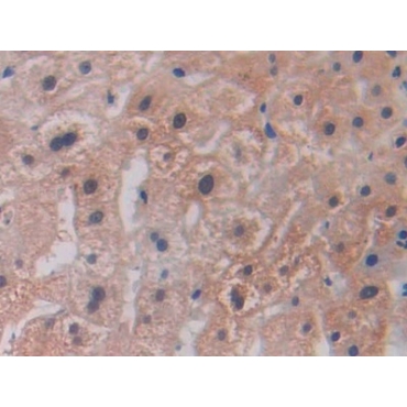 Lysyl Oxidase Like Protein 2 (LOXL2) Human Polyclonal Antibody