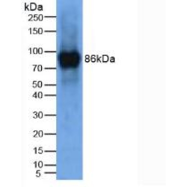 Lysyl Oxidase Like Protein 2 (LOXL2) Mouse Polyclonal Antibody