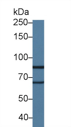 Lysyl Oxidase Like Protein 2 (LOXL2) Rat Polyclonal Antibody