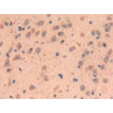 Lysyl Oxidase Like Protein 3 (LOXL3) Mouse Polyclonal Antibody
