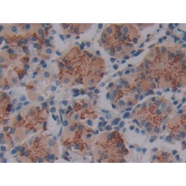 Lysyl Oxidase Like Protein 4 (LOXL4) Human Polyclonal Antibody