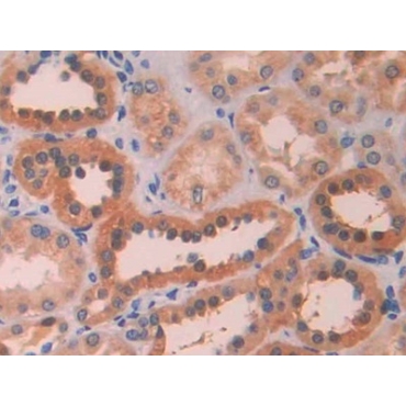 Lysyl Oxidase Like Protein 4 (LOXL4) Human Polyclonal Antibody