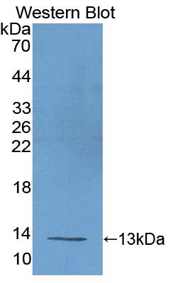 Uncoupling Protein 1, Mitochondrial (UCP1) Mouse Polyclonal Antibody