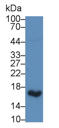 Uroplakin 2 (UPK2) Rat Polyclonal Antibody