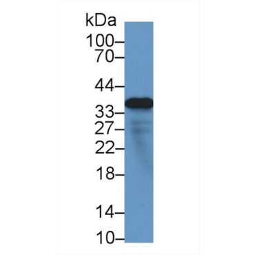 Microfibrillar Associated Protein 4 (MFAP4) Human Polyclonal Antibody