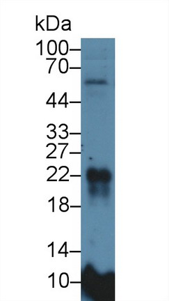 Microfibrillar Associated Protein 5 (MFAP5) Rat Polyclonal Antibody