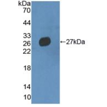 Multimerin 2 (MMRN2) Mouse Polyclonal Antibody