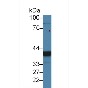 Chordin Like Protein 1 (CHRDL1) Mouse Polyclonal Antibody
