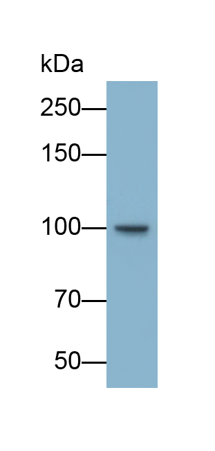 Phosphodiesterase 3A, cGMP Inhibited (PDE3A) Rat Polyclonal Antibody