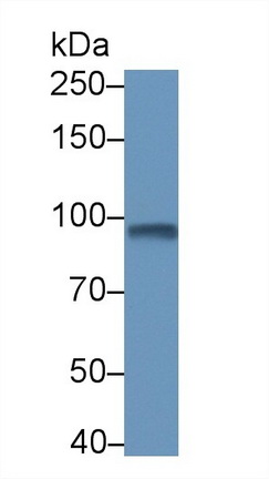 Phosphodiesterase 4B, cAMP Specific (PDE4B) Rat Polyclonal Antibody
