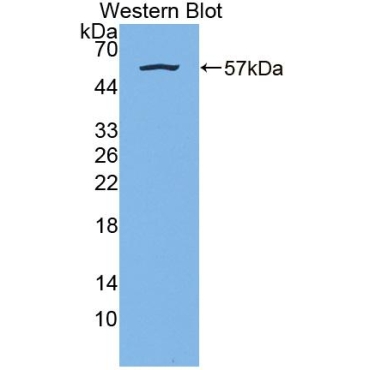 Nuclear Factor I/B (NFIB) Human Polyclonal Antibody