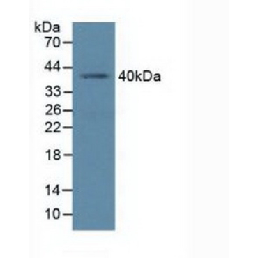 Polycomb Group Ring Finger Protein 4 (PCGF4) Human Polyclonal Antibody