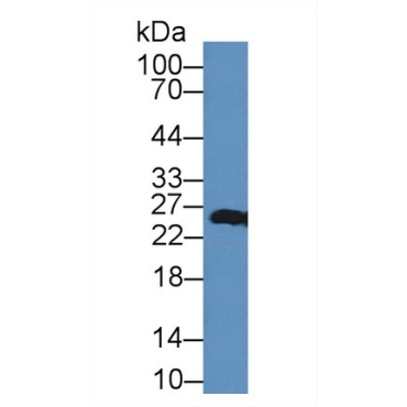 Peroxiredoxin 3 (PRDX3) Human Polyclonal Antibody