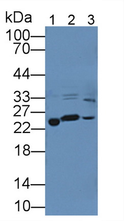 Peroxiredoxin 3 (PRDX3) Rat Polyclonal Antibody