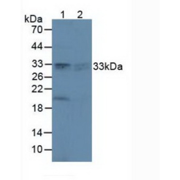 Peroxiredoxin 4 (PRDX4) Human Polyclonal Antibody