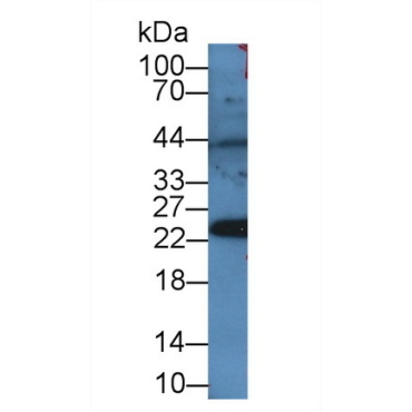 Peroxiredoxin 4 (PRDX4) Mouse Polyclonal Antibody