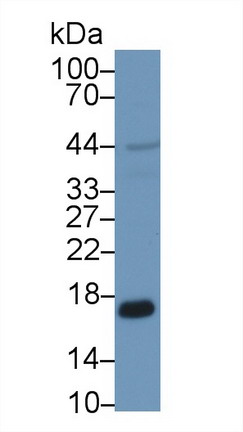Peroxiredoxin 5 (PRDX5) Human Polyclonal Antibody