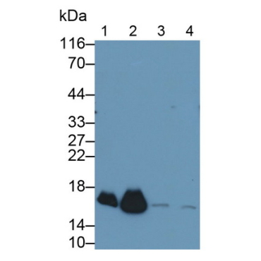 Peroxiredoxin 5 (PRDX5) Mouse Polyclonal Antibody