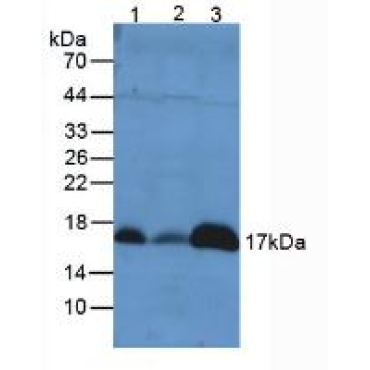 Peroxiredoxin 5 (PRDX5) Mouse Polyclonal Antibody
