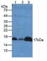 Peroxiredoxin 5 (PRDX5) Mouse Polyclonal Antibody