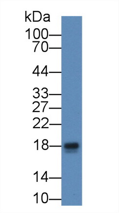 Peroxiredoxin 5 (PRDX5) Rat Polyclonal Antibody