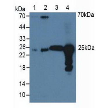 Peroxiredoxin 6 (PRDX6) Bovine (Cattle) Polyclonal Antibody