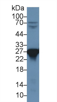 Peroxiredoxin 6 (PRDX6) Rat Polyclonal Antibody